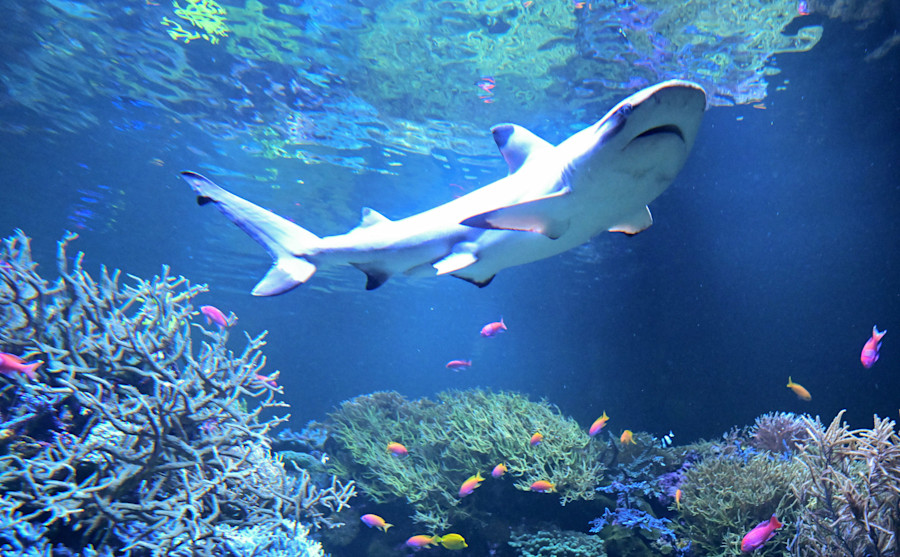 „Ocean Berlin“ in der Rummelsbucht: Was das neue Aquarium verspricht