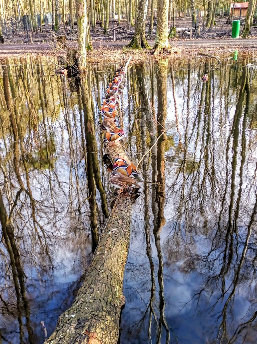 Kiekste: Keine kalten Füße für die Enten im Spandauer Forst