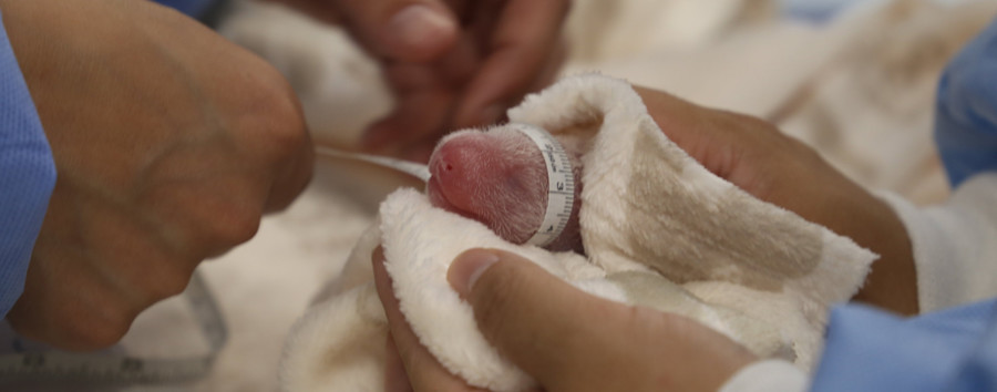 Kreative Ideen der Berliner*innen: Das sind Ihre Namensvorschläge für die Panda-Babys im Zoo