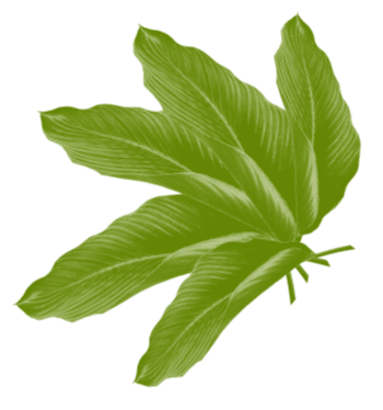 leaf group