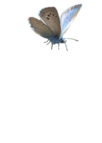 Butterfly on Bubble