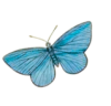 Butterfly image
