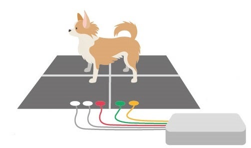 立ったまま足裏の肉球から犬の心電図検査―「ストレスなし」サービスが開始、AIが約1分で測定