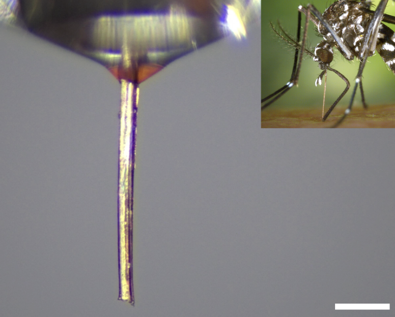カナダのマギル大学、蚊の口器を3Dプリントのノズルに再利用できる製造技術を開発