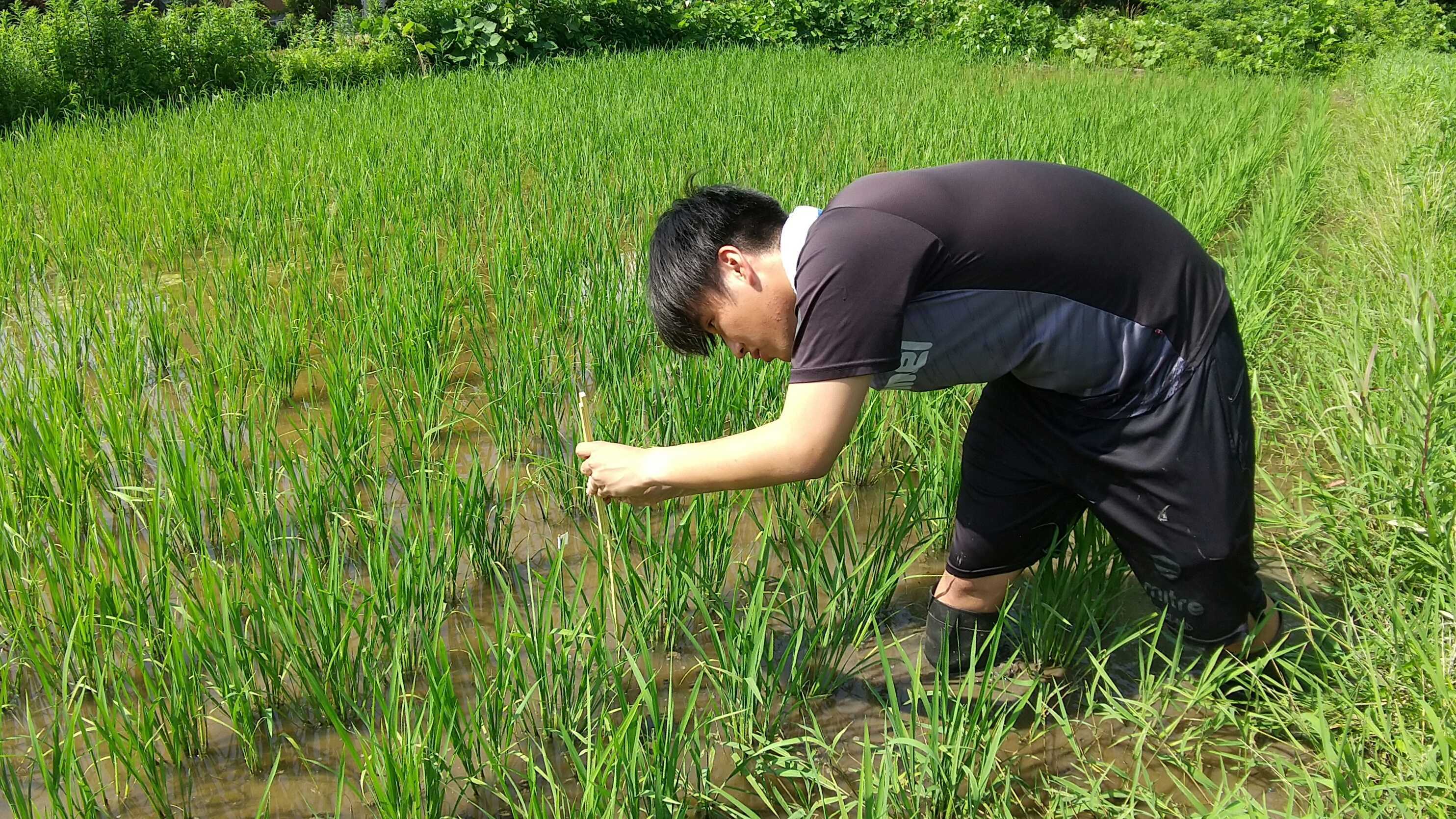 秋田高専、再生水で水稲栽培―酒造好適米を栽培し特別限定醸造酒に