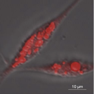 都産技研と北里大学、ウナギの“脂”をつくる細胞の樹立に世界で初めて成功