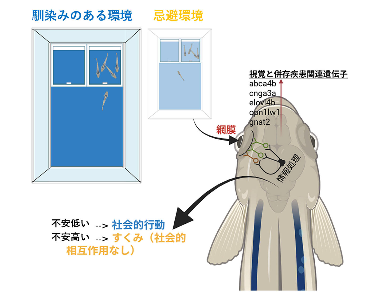 新潟大、環境が自閉症の社会的行動に影響と発見、魚で実証―環境次第で改善の可能性