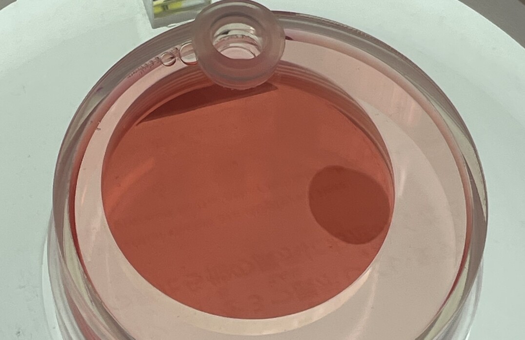 20260203 myakumyaku 03 1-thumb-1076xauto-21196