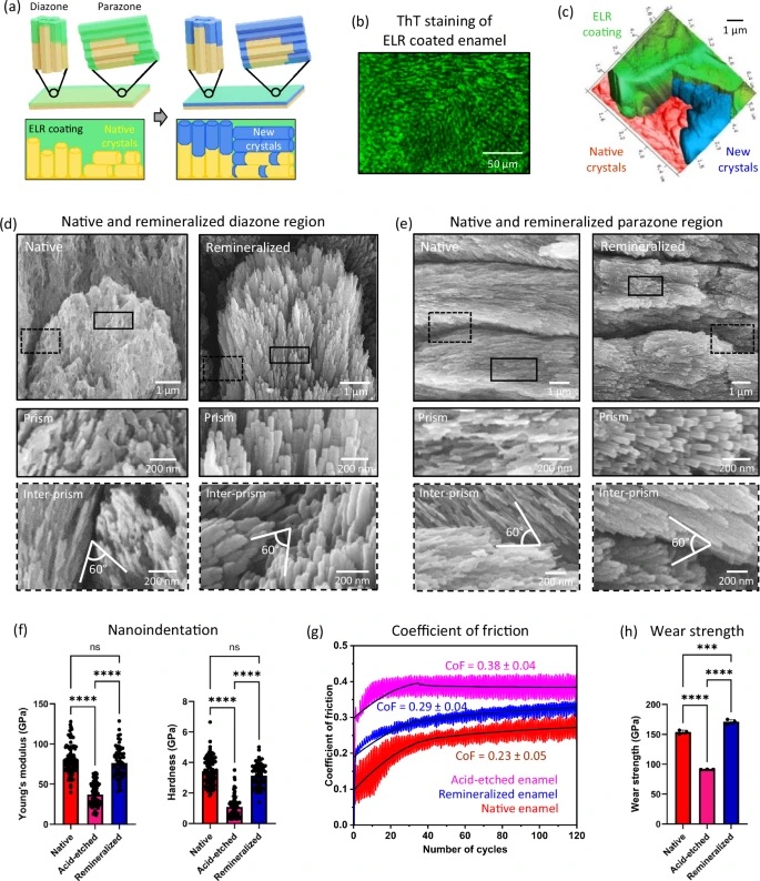 41467 2025 64982 Fig3 HTML
