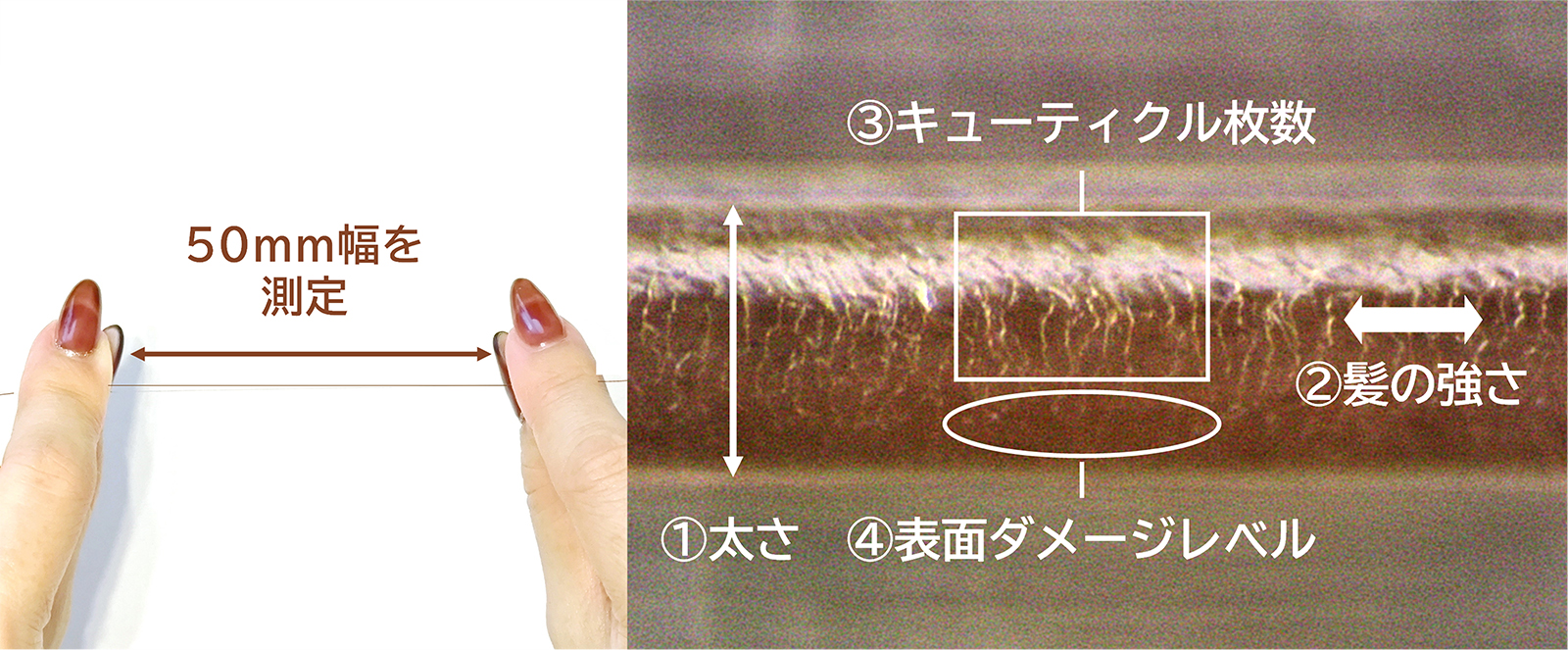 パナソニック、日本初の「毛髪キューティクル診断システム」を開発―1本の毛髪から髪のダメージをAIで定量評価
