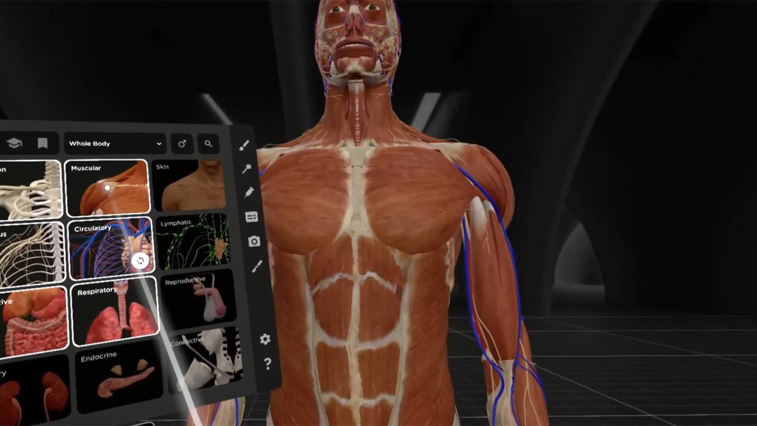 人体の解剖をVR空間で学べるソフトウェア