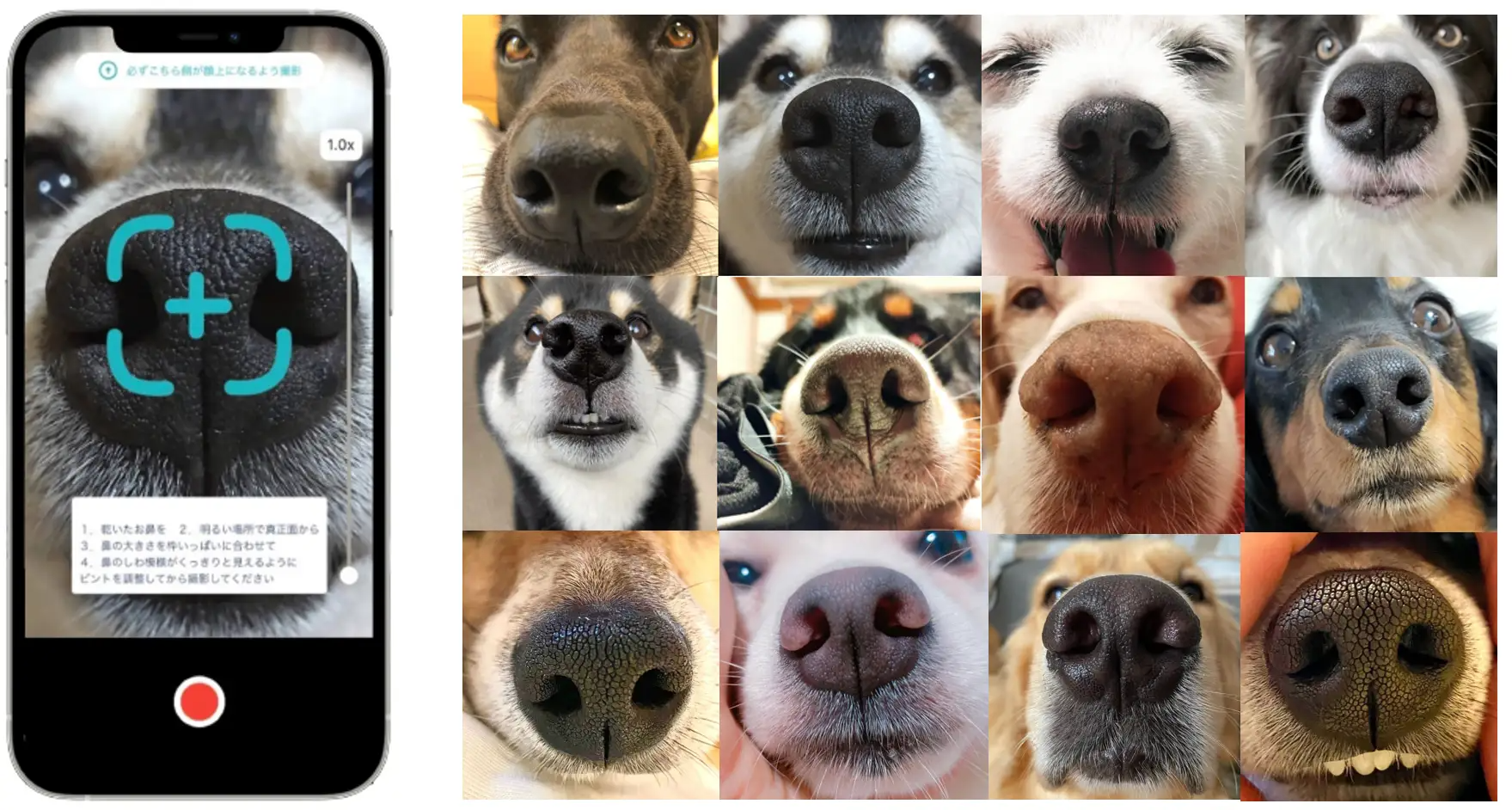 日本初、犬の「鼻紋」をAIで解析し個体識別するアプリが登場─迷子犬を特定し飼い主に連絡可能に