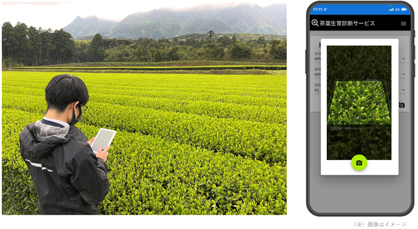 伊藤園と富士通が共同開発─AI画像解析で茶葉の収穫時期を判断