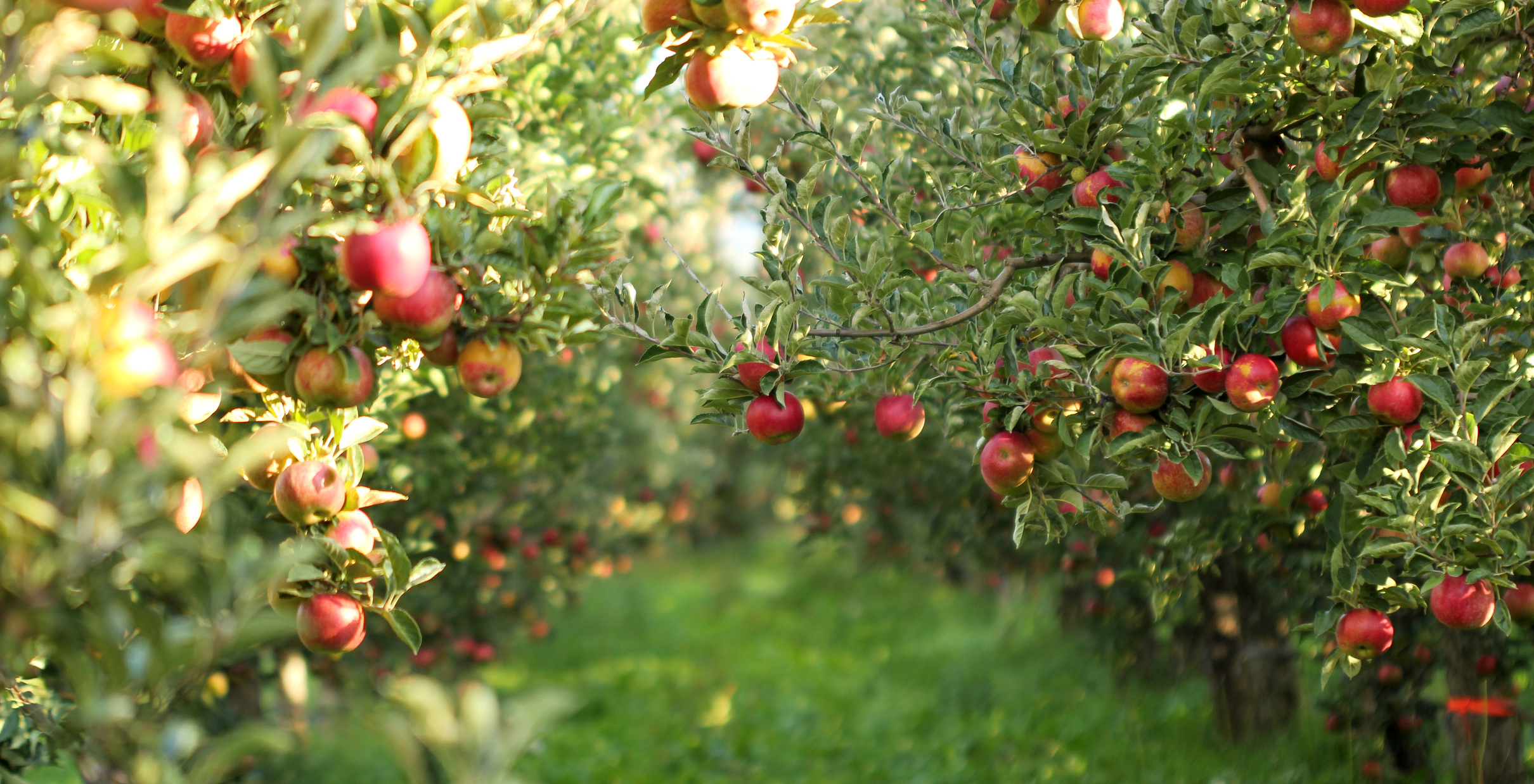 りんごDX」実証実験開始─IoTスマート農業による持続可能なりんご産業