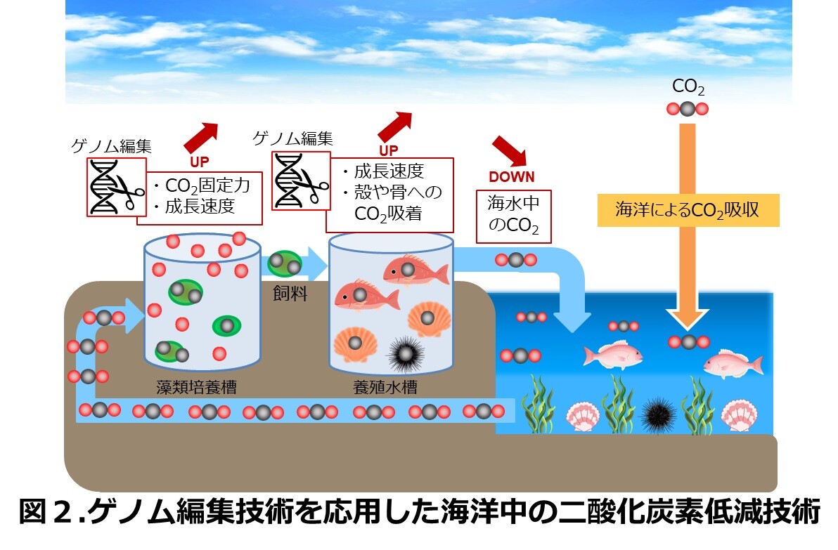 NTTとリージョナルフィッシュ、藻類と魚介類へのゲノム編集技術で海洋中のCO2を低減させる実証実験を開始