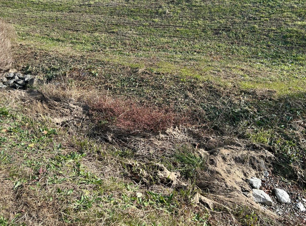 見た目は地味だが、この側溝のような場所にすごいパワーが秘められている