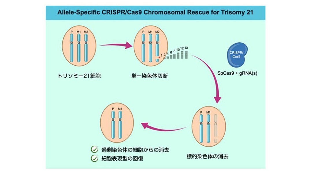 ダウン症の原因となる染色体を除去する手法を開発―三重大ら、iPS細胞で実証