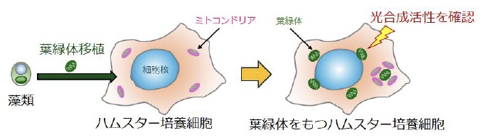 東京大学ら共同研究グループ、光合成を行う葉緑体をハムスターの動物培養細胞に移植することに成功