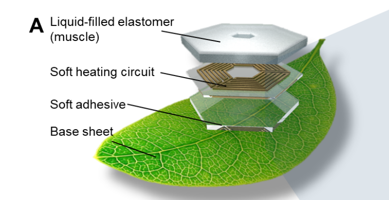 l koya leaf1