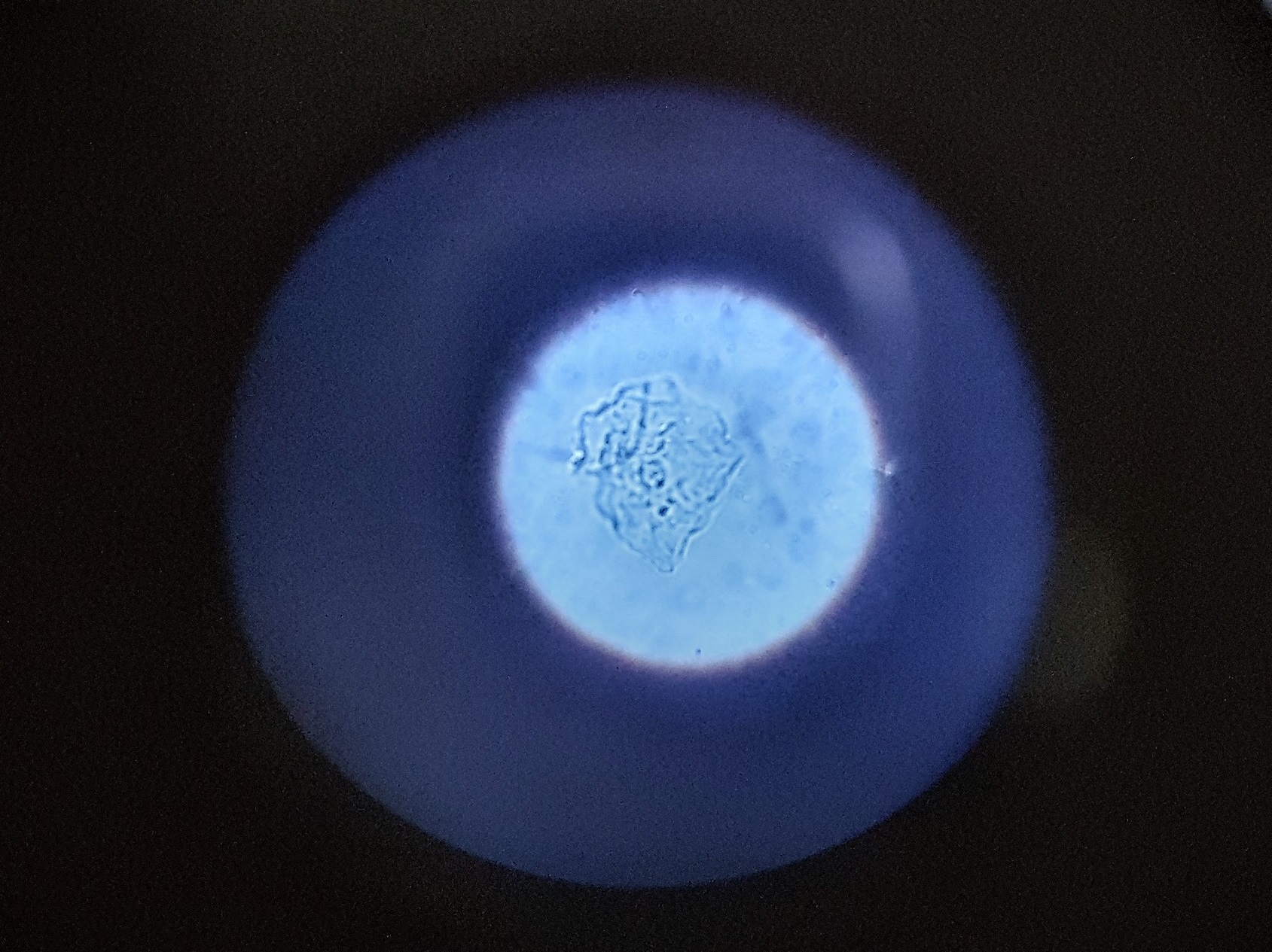 cell micro