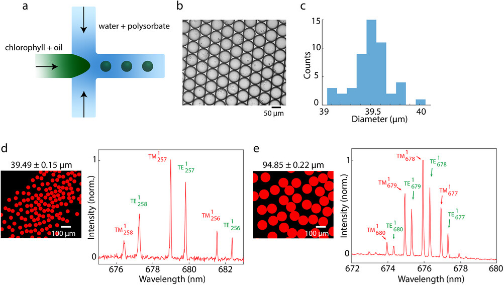 adom202500497-fig-0004-m