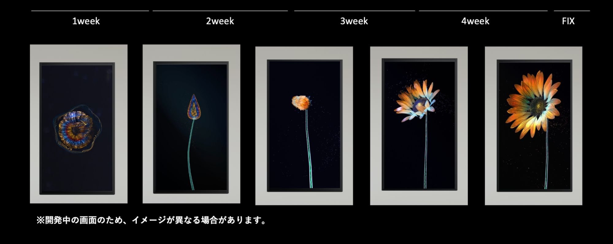 「Log Flower」の開花スケジュール。