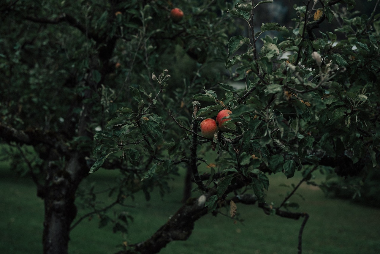 Le véritable disciple (Mureed)