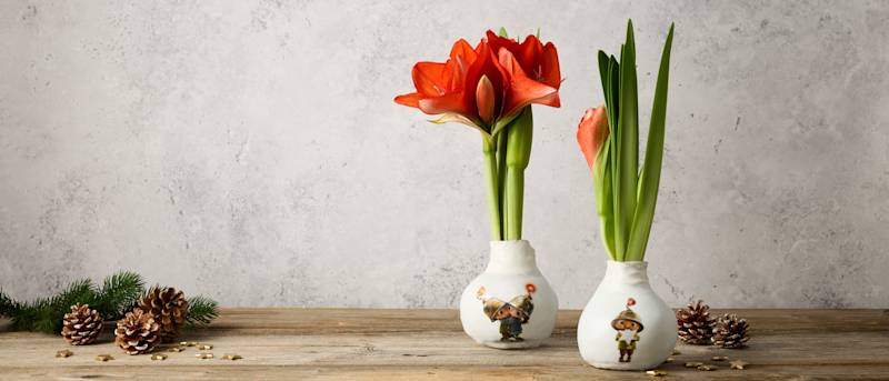 Teste unsere Amaryllis mit Finn-Motiv