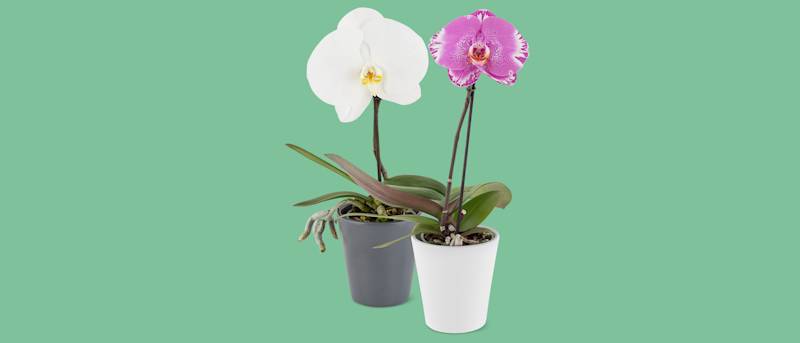 Prova gratuitamente la nostra orchidea Singolo