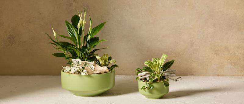 Moderne Pflanzenschale kostenlos testen