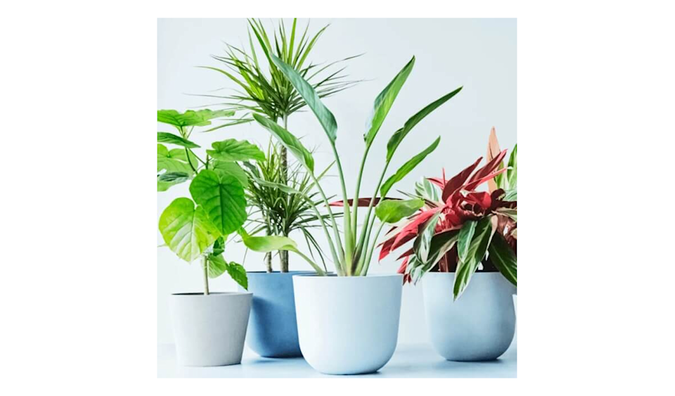 andplants