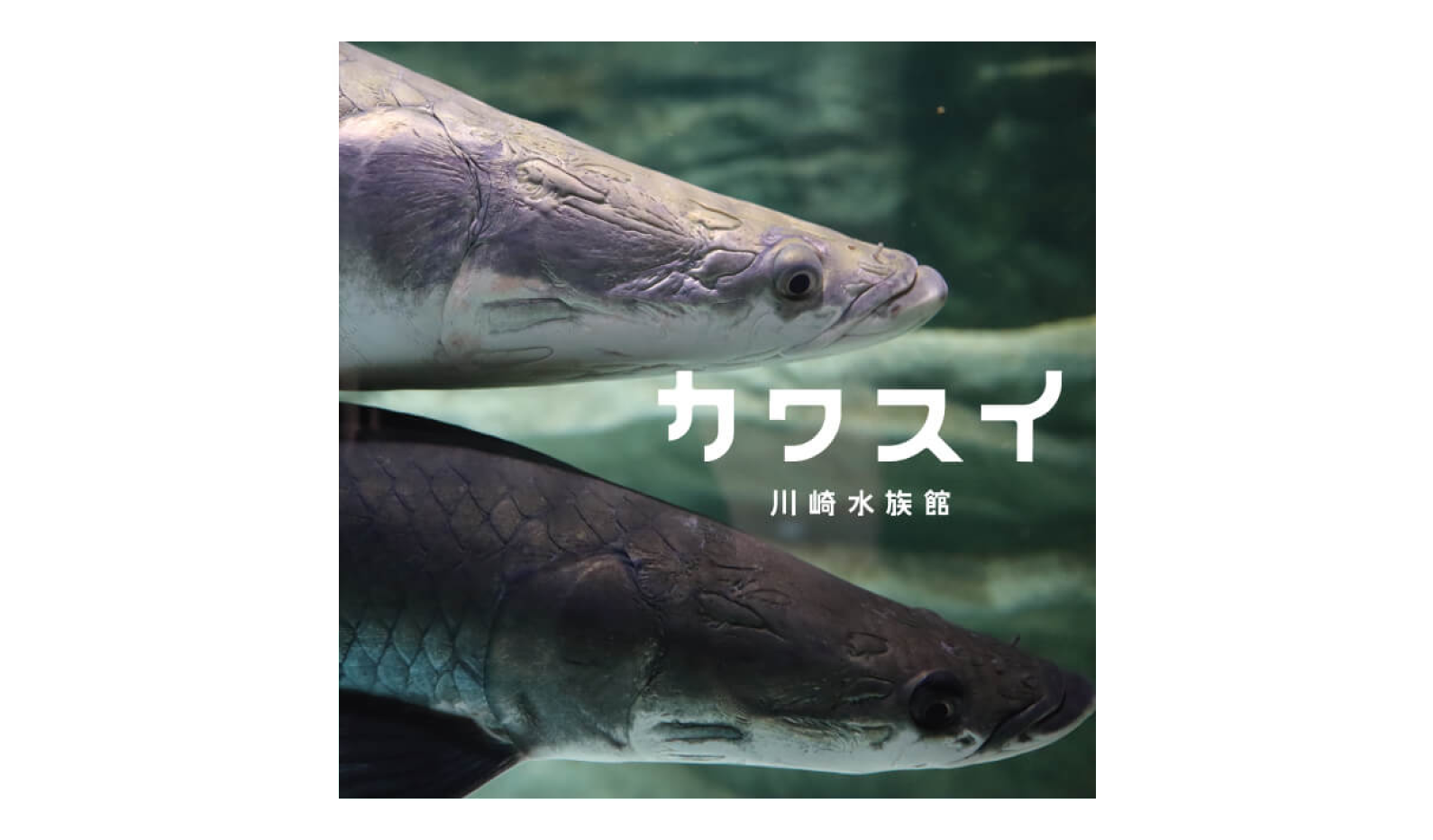 カワスイ 川崎水族館/入館チケット 交換用チケット