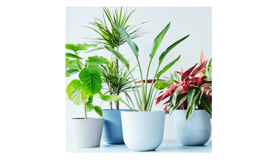 AND PLANTS(アンドプランツ)/観葉植物・お花のギフトチケット(3,000円〜) 画像