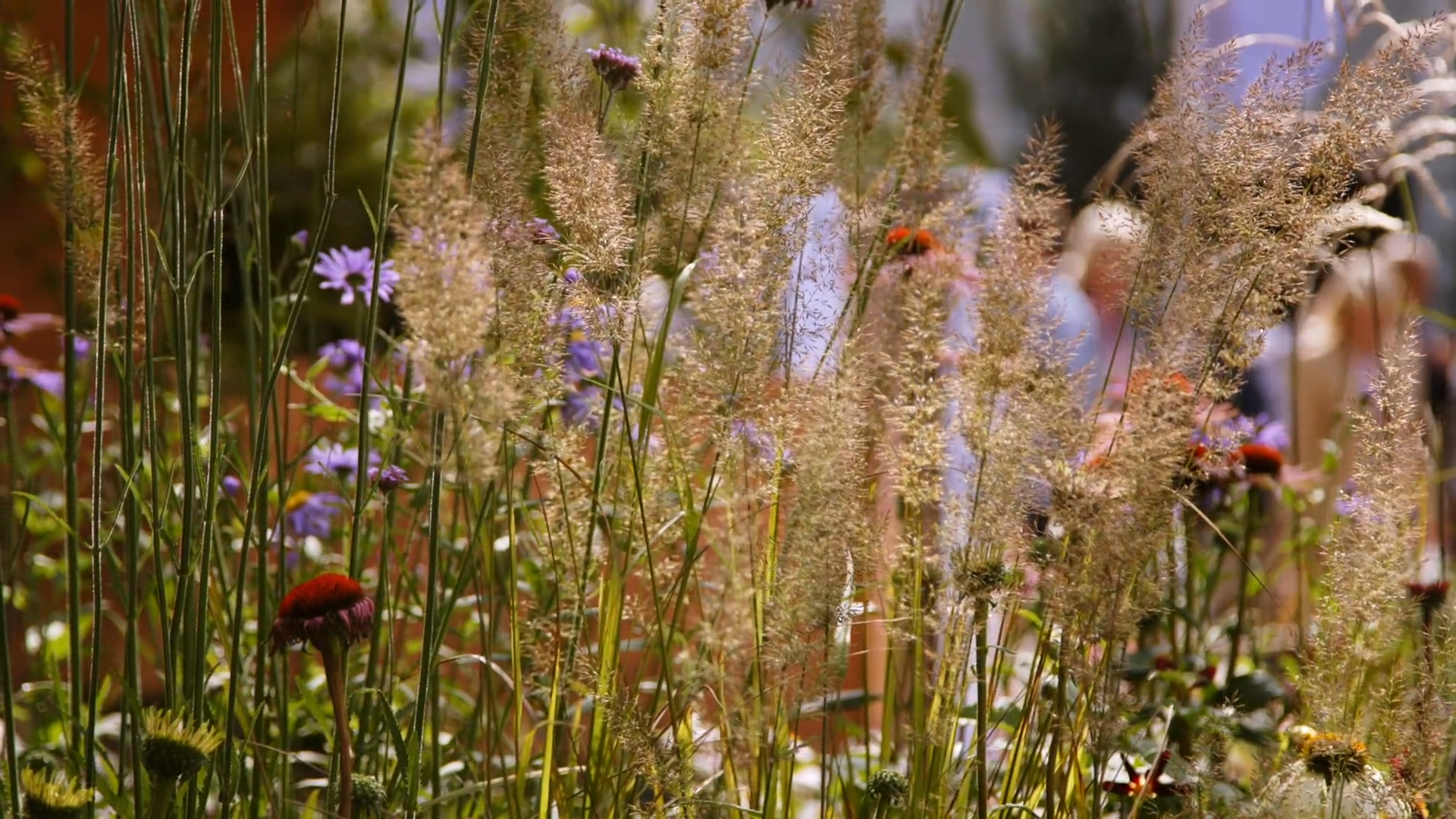 Royal Horticultural Society: Florence Nightingale Garden 