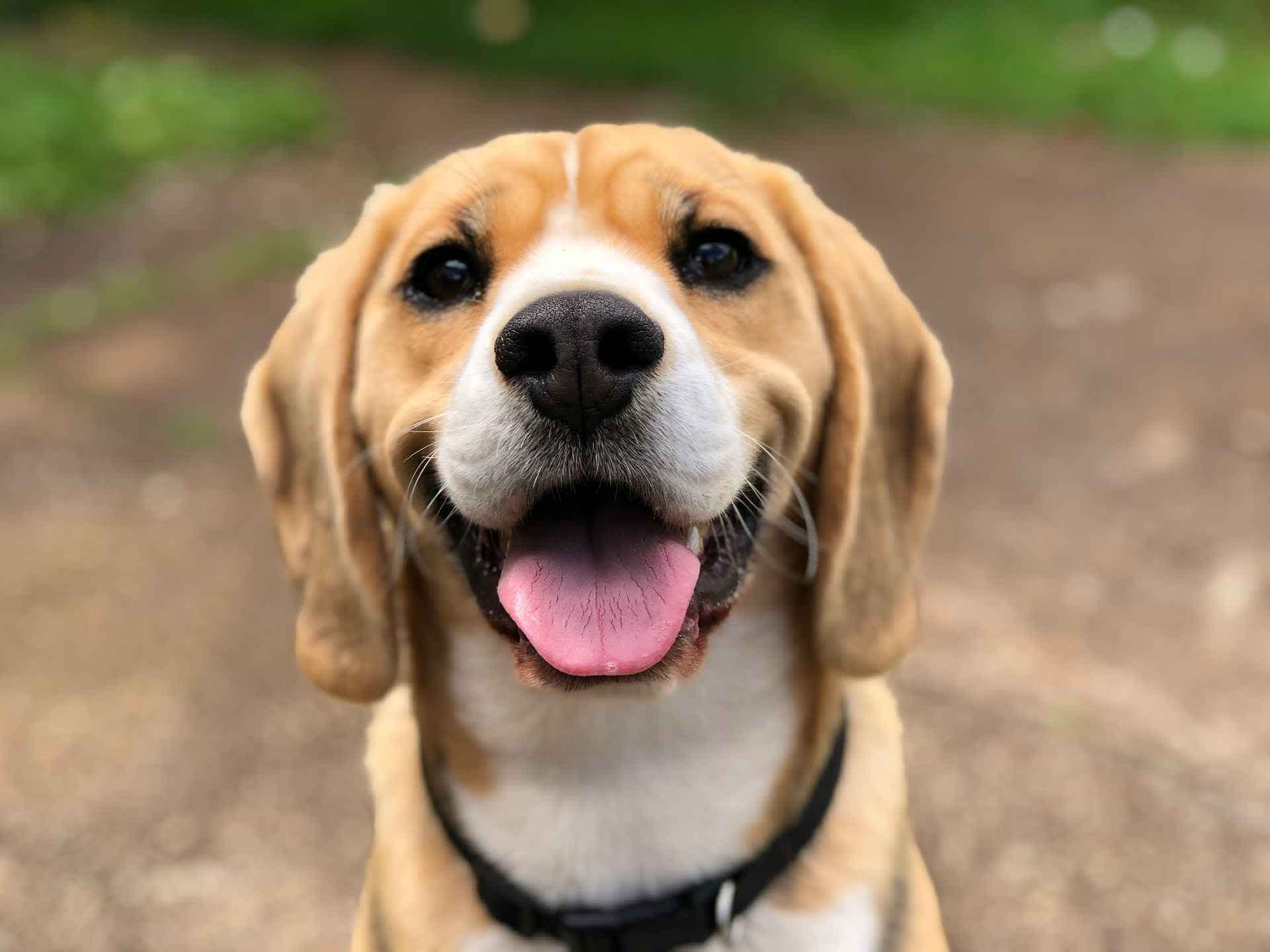 打狗犯什麼罪?