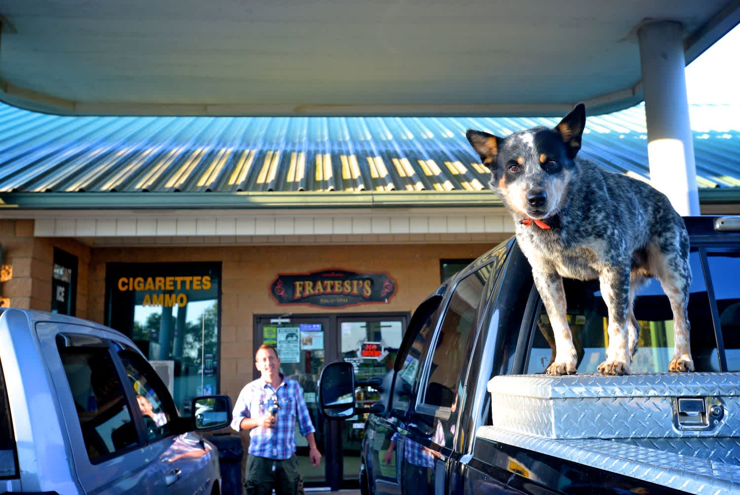 A Blue Heeler dog stands on a metal box in the back of a truck. The truck is parked in front of a convenience store. A man in a plaid shirt stands in the background.
