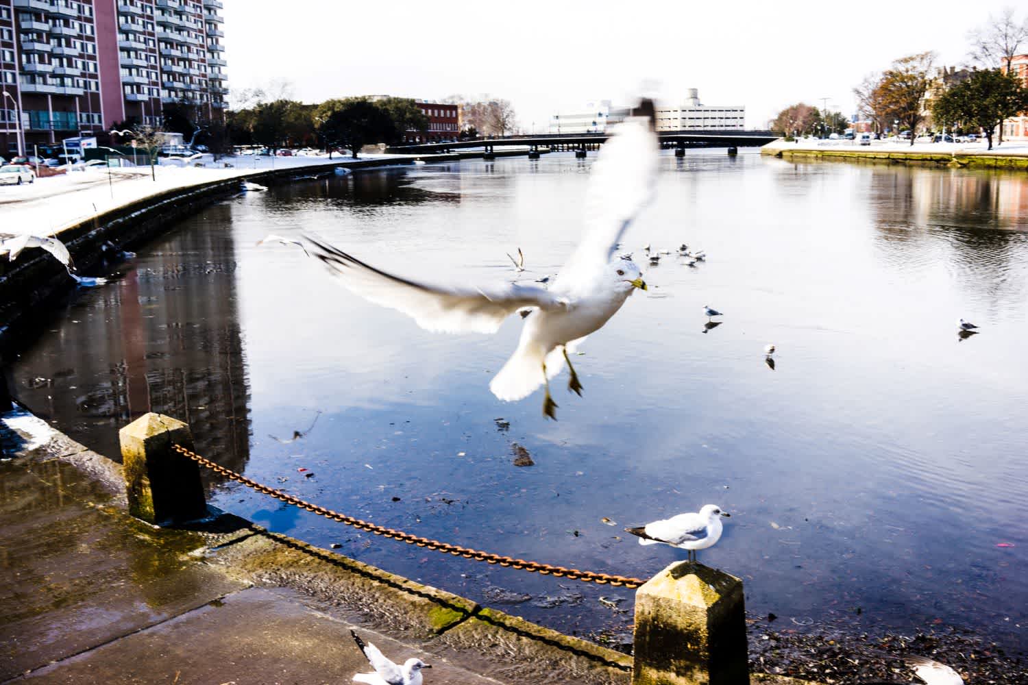 Photograph taken of a seagull mid flight along a river in Norfolk, Virginia. Photograph by artist Ben Boshart. Exhibited in Waterways at Virginia MOCA Satellite Gallery.