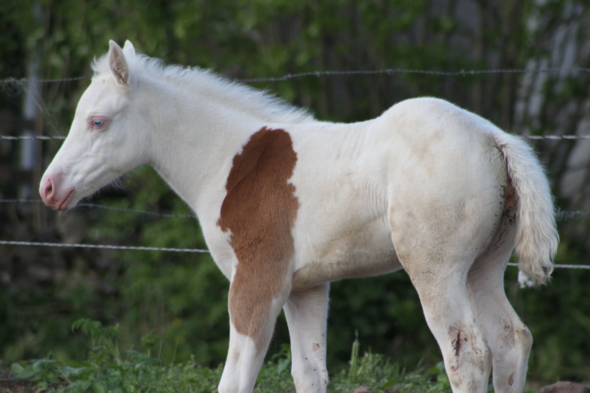 Poulain LFM BECKY BLACKHAWK