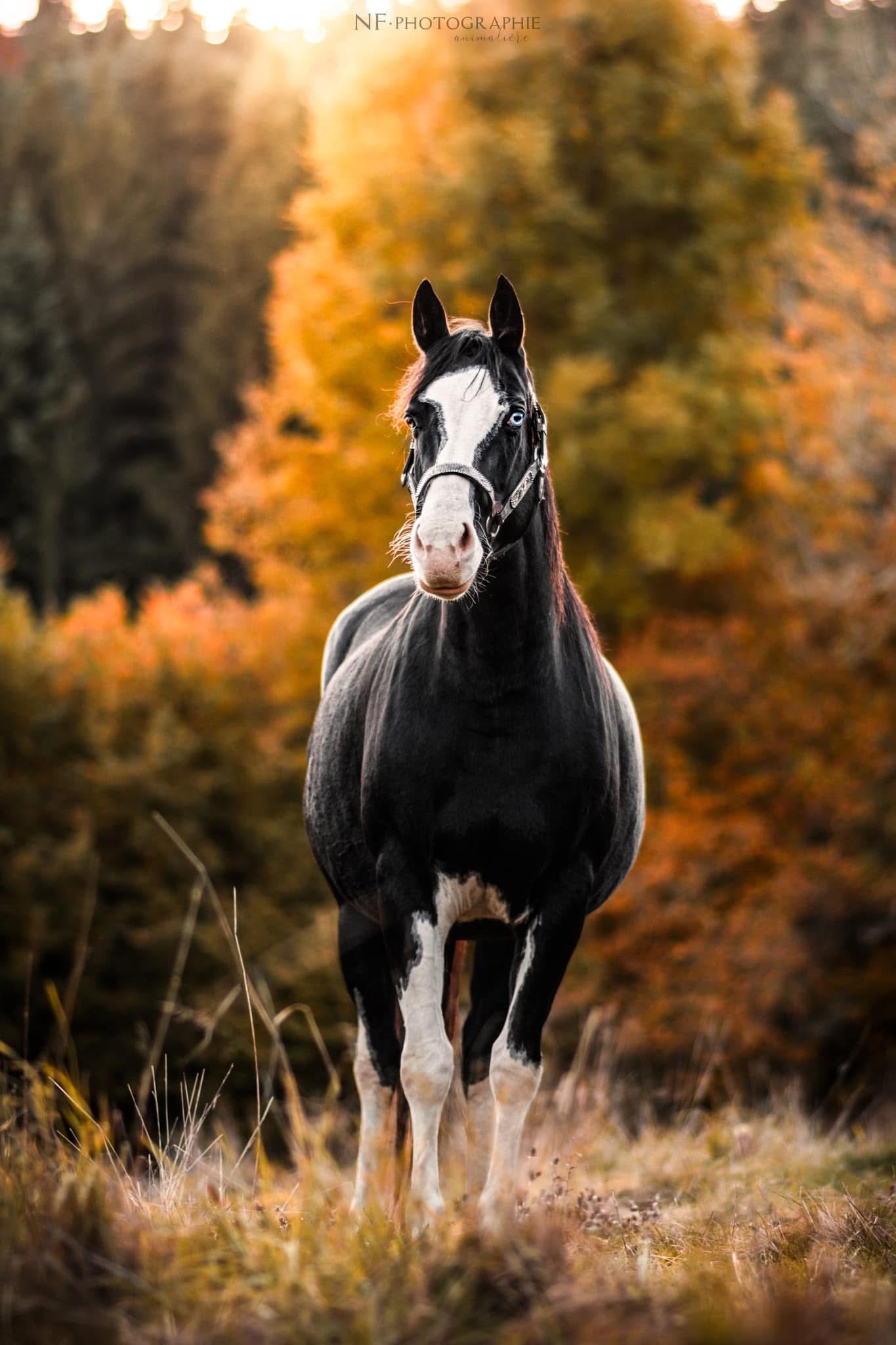 Poulinière BLACKY ESMERALDA WOOD