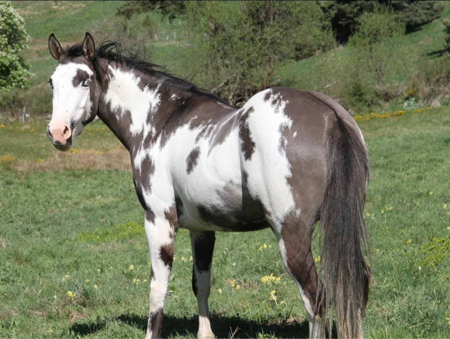 Poulinière LFM KIMY BLACK ROBBY
