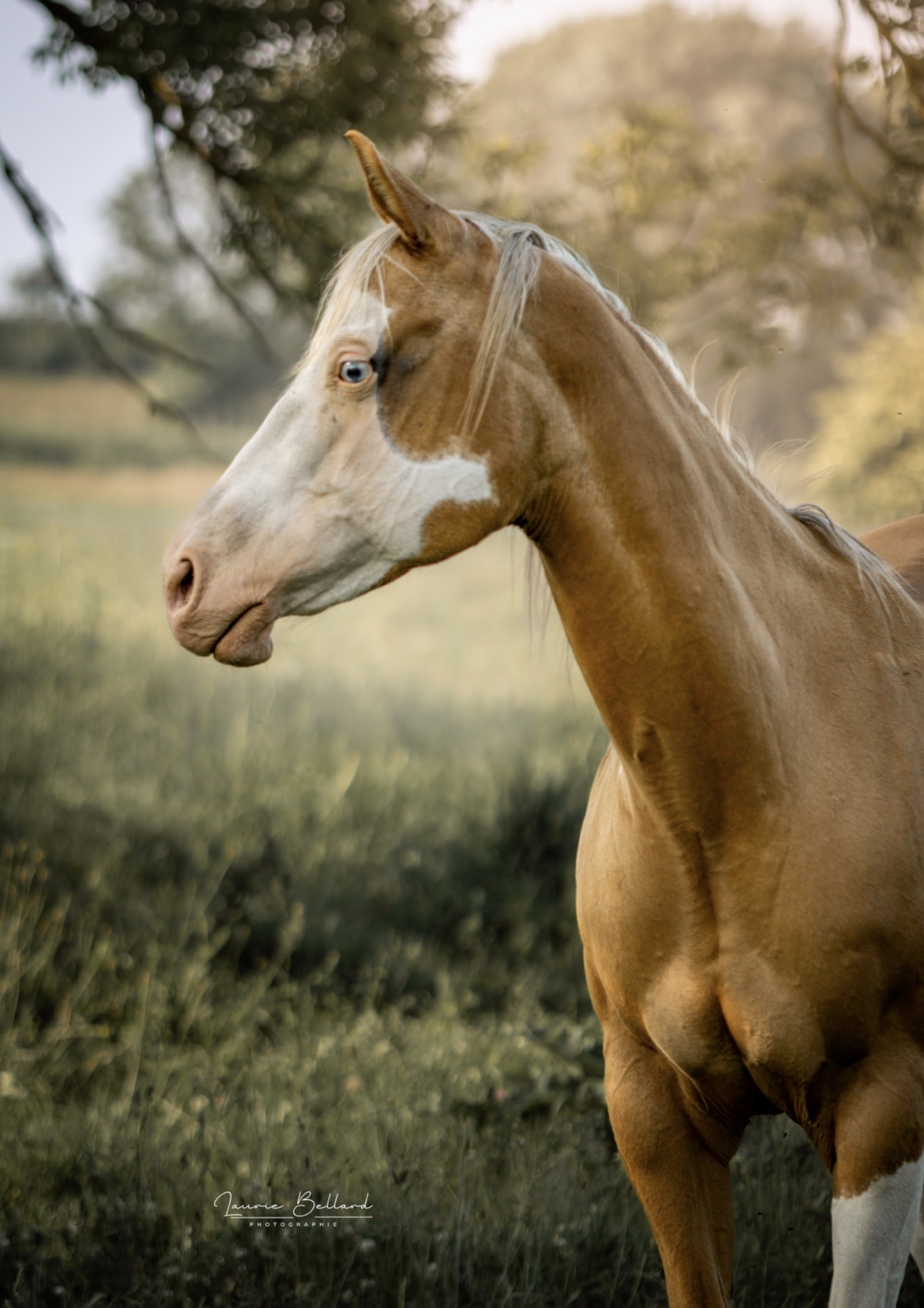 FRECKLES WHIZ GUN FB à LFM FARM