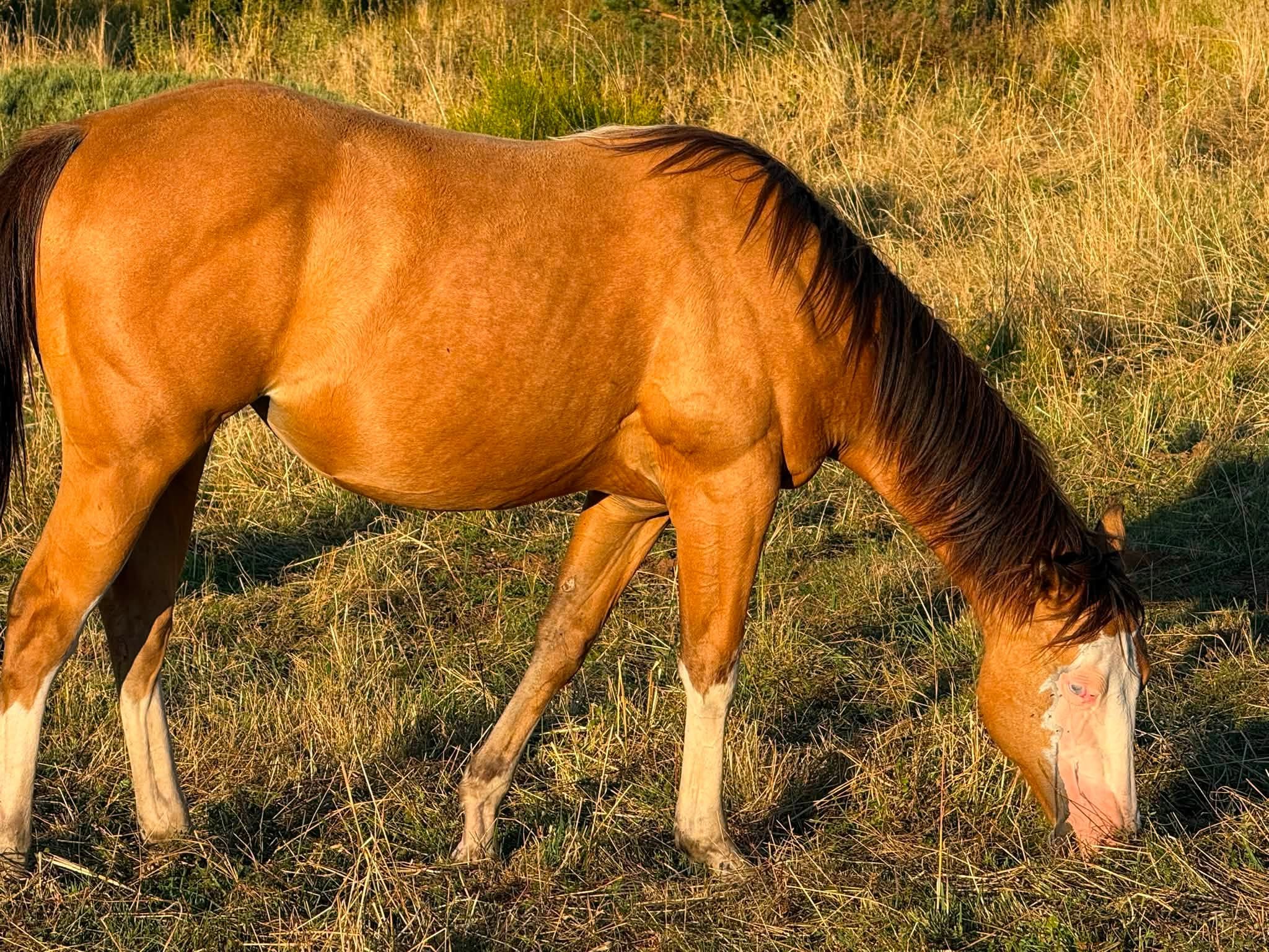 Poulinière LFM GINGER GUN ROBBY (Future poulinière)