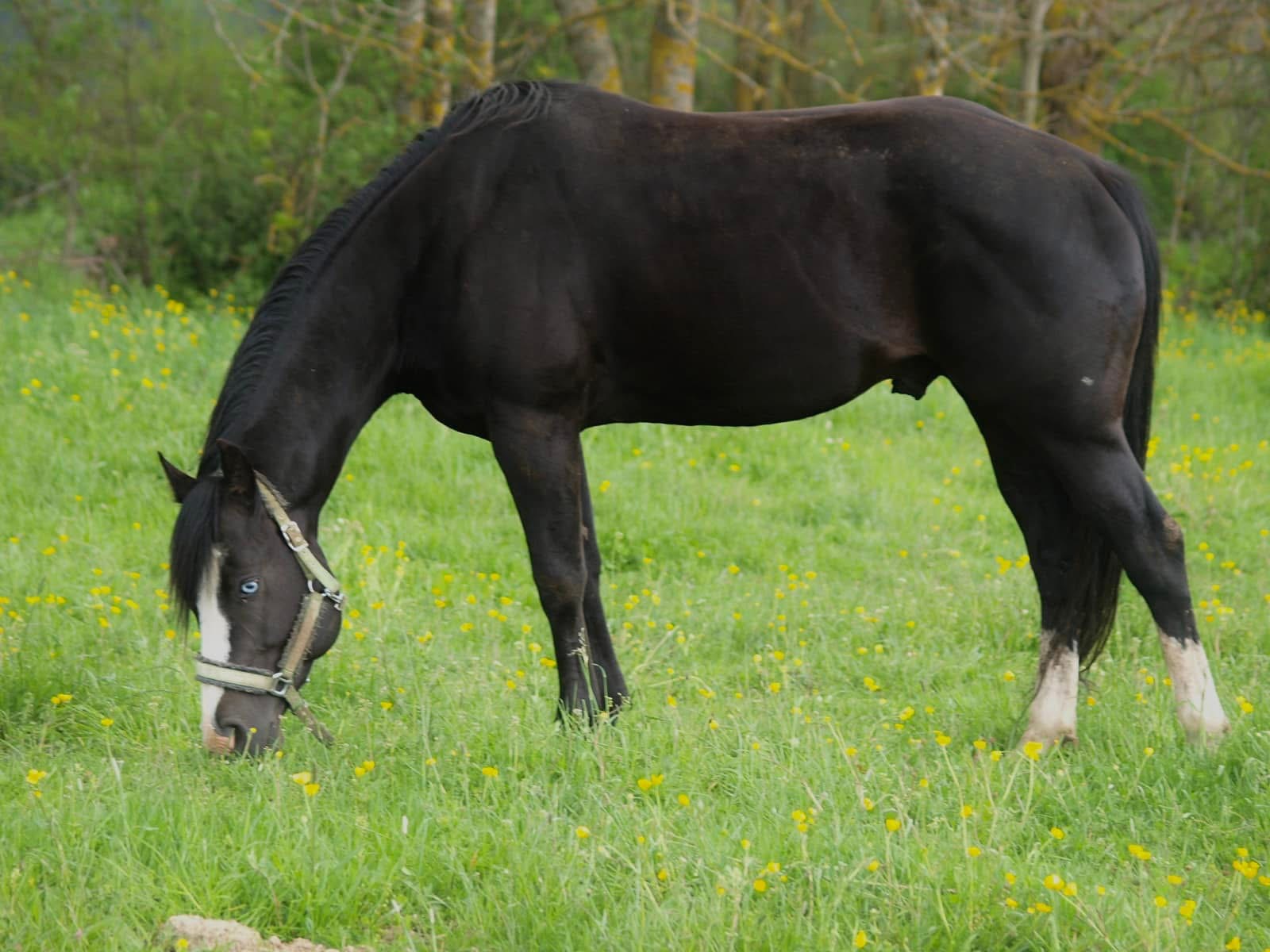 Étalon VAL JAPPLE ROBBY