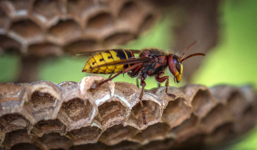 Wasps Eat resized