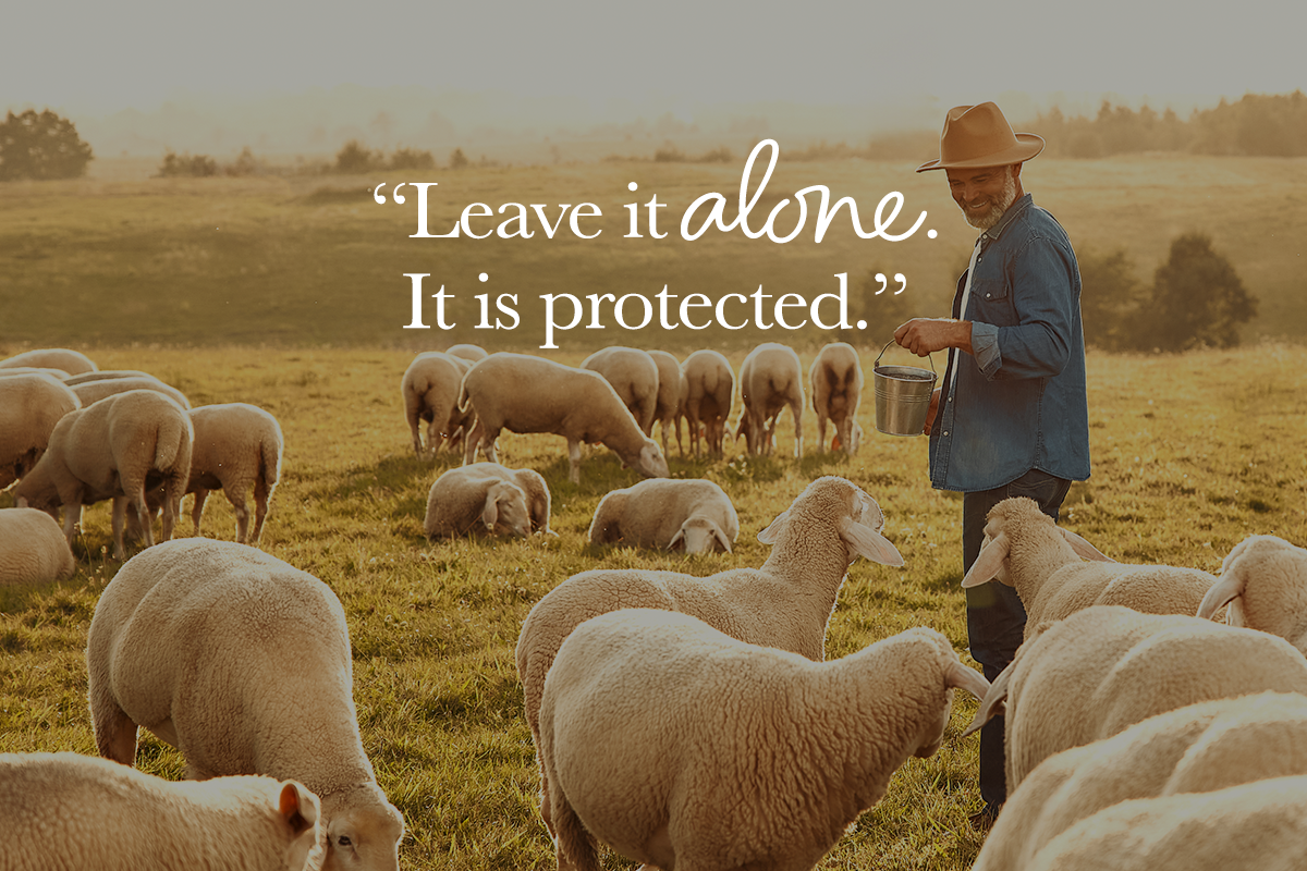 Secure in the Shepherd's Hand