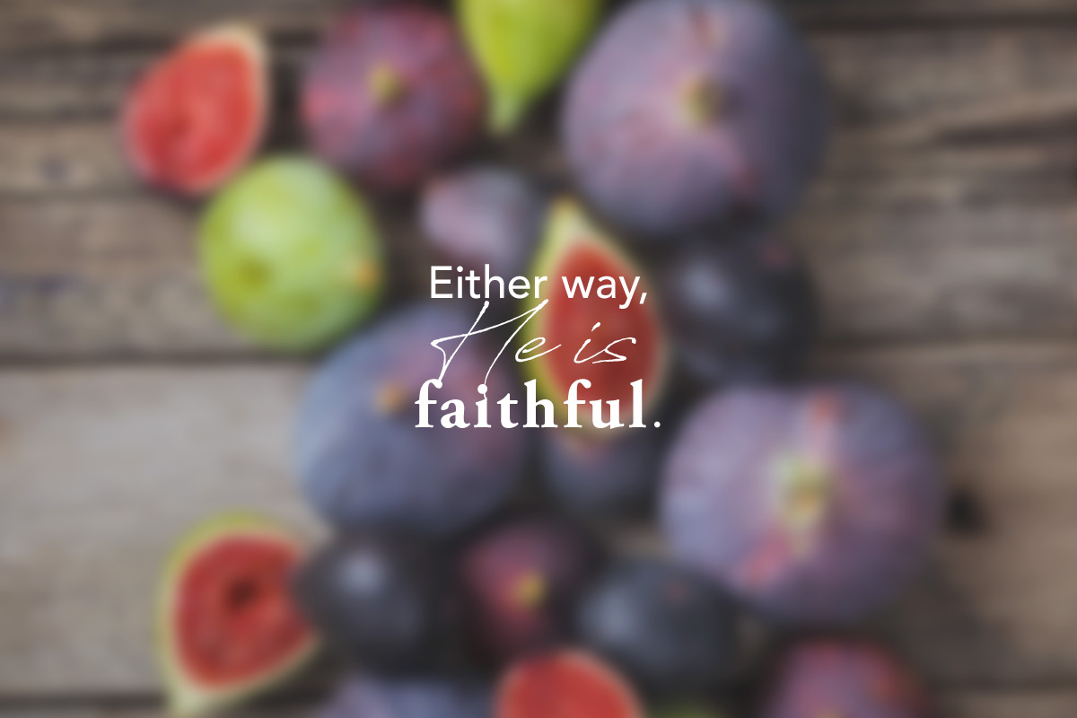 Fig Trees, Fruit, and God's Faithfulness