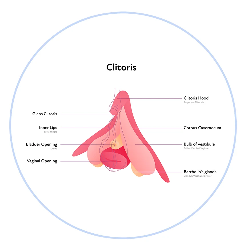 Anatomy of clitoris