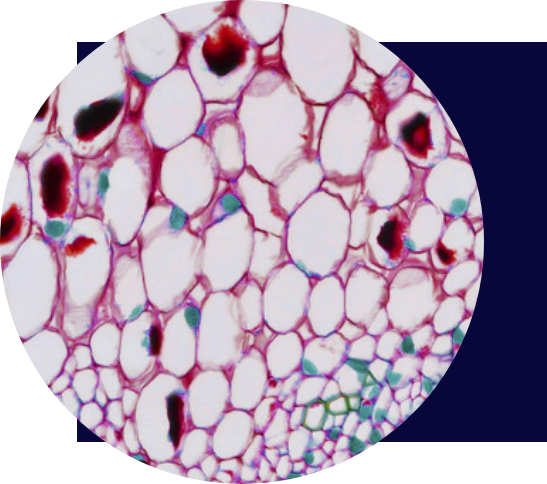 Why estrogen figure 1