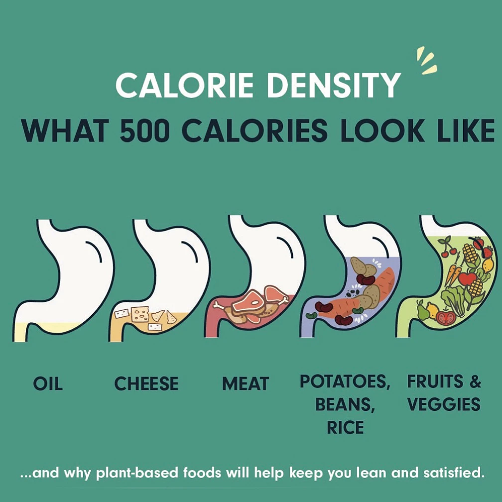 Illustrative graphic showing Calorie density's effect on the digestive system.
