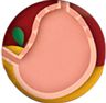 Diagram of Stomach